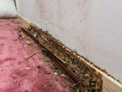 About Restore Plus Restoration - water damage restoration experts in Washington